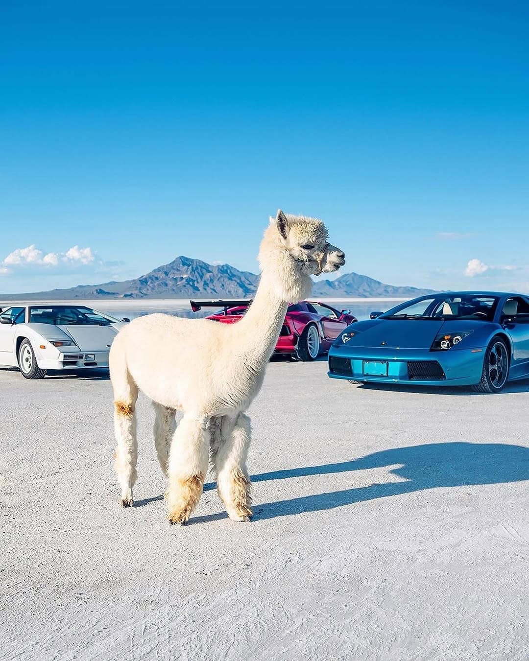 遇到MacAROni＆Cheese！🦙🦙

由 @thestrad@thestradman-Magazine提供的@alexpenfoldCARS，通过精美的⟦​​0⟧T版画，深入的ARTilect和独家访谈为生活带来了汽车的热情。在bonnetmagazine.com上进行更多探索。 #bonnetmagazine

@peppergrassranch @peppergrassranchTography＃supercARs#countach #murcielago #aventador #alpaca #animals @bonnetmagazine