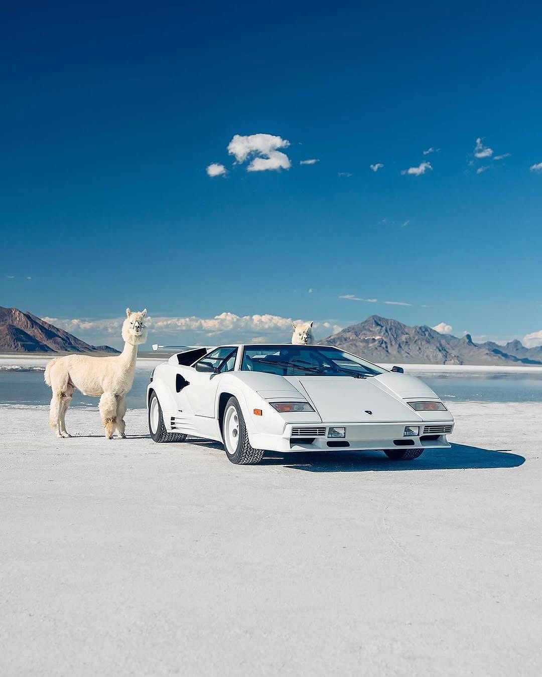 遇到MacAROni＆Cheese！🦙🦙

由 @thestrad@thestradman-Magazine提供的@alexpenfoldCARS，通过精美的⟦​​0⟧T版画，深入的ARTilect和独家访谈为生活带来了汽车的热情。在bonnetmagazine.com上进行更多探索。 #bonnetmagazine

@peppergrassranch @peppergrassranchTography＃supercARs#countach #murcielago #aventador #alpaca #animals @bonnetmagazine