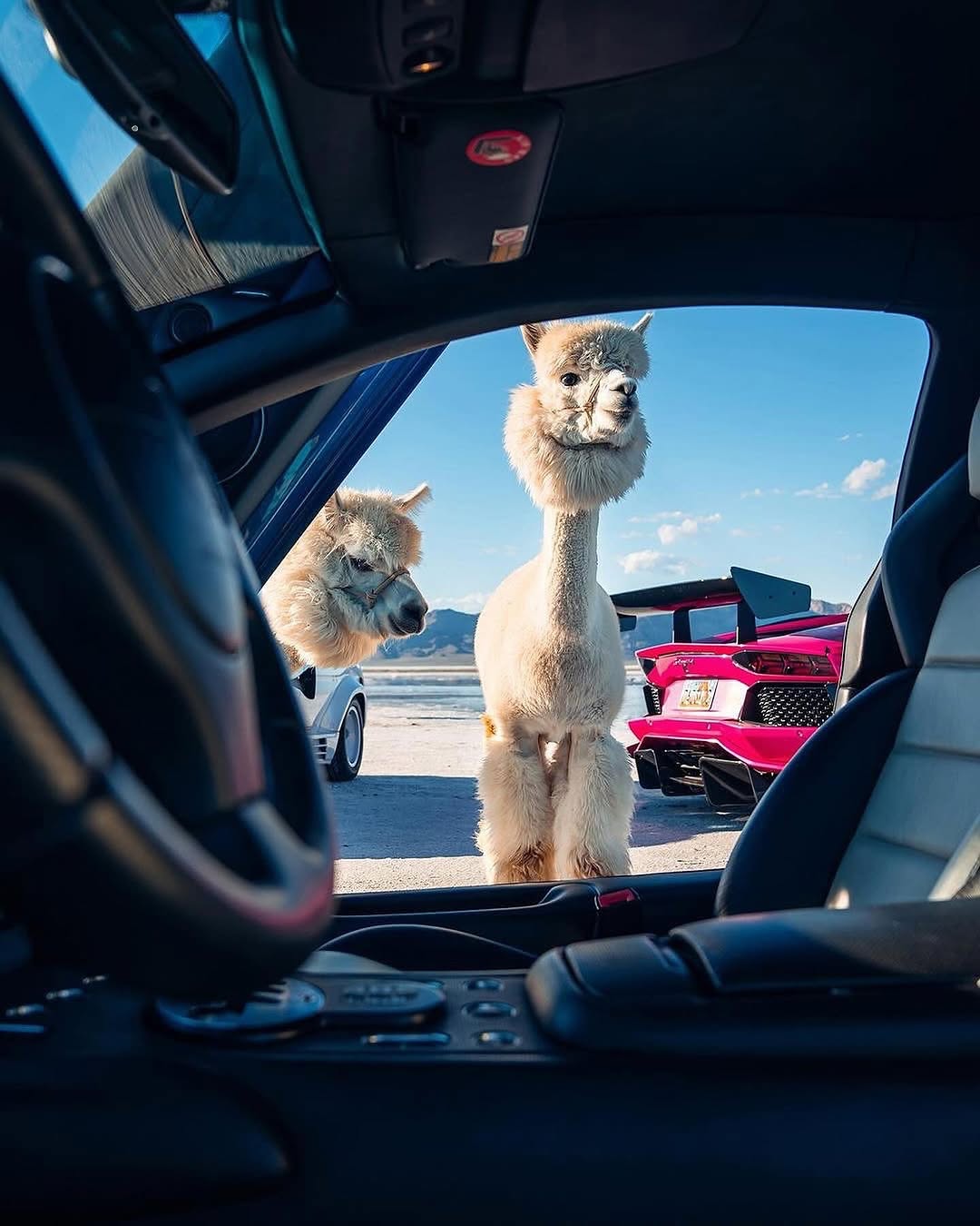 遇到MacAROni＆Cheese！🦙🦙

由 @thestrad@thestradman-Magazine提供的@alexpenfoldCARS，通过精美的⟦​​0⟧T版画，深入的ARTilect和独家访谈为生活带来了汽车的热情。在bonnetmagazine.com上进行更多探索。 #bonnetmagazine

@peppergrassranch @peppergrassranchTography＃supercARs#countach #murcielago #aventador #alpaca #animals @bonnetmagazine