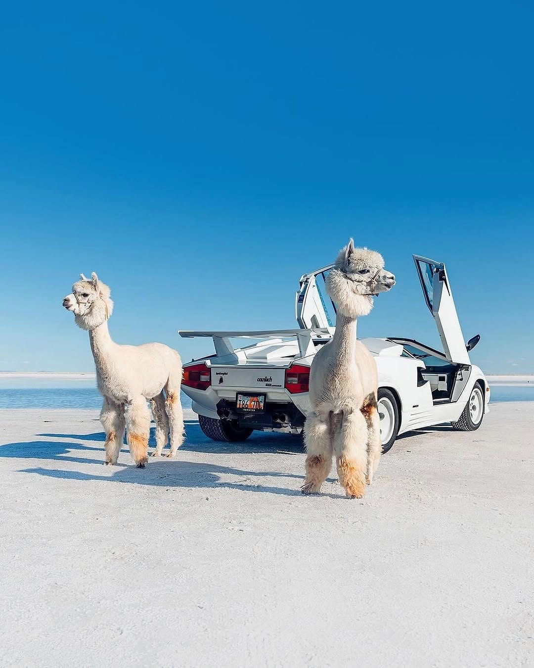 遇到MacAROni＆Cheese！🦙🦙

由 @thestrad@thestradman-Magazine提供的@alexpenfoldCARS，通过精美的⟦​​0⟧T版画，深入的ARTilect和独家访谈为生活带来了汽车的热情。在bonnetmagazine.com上进行更多探索。 #bonnetmagazine

@peppergrassranch @peppergrassranchTography＃supercARs#countach #murcielago #aventador #alpaca #animals @bonnetmagazine