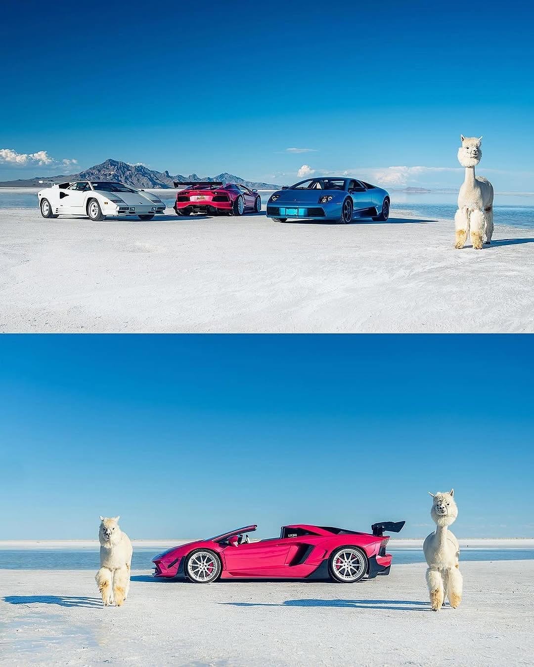 遇到MacAROni＆Cheese！🦙🦙

由 @thestrad@thestradman-Magazine提供的@alexpenfoldCARS，通过精美的⟦​​0⟧T版画，深入的ARTilect和独家访谈为生活带来了汽车的热情。在bonnetmagazine.com上进行更多探索。 #bonnetmagazine

@peppergrassranch @peppergrassranchTography＃supercARs#countach #murcielago #aventador #alpaca #animals @bonnetmagazine