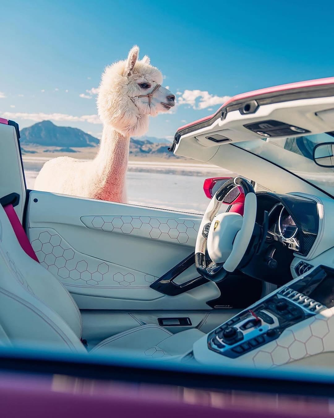 遇到MacAROni＆Cheese！🦙🦙

由 @thestrad@thestradman-Magazine提供的@alexpenfoldCARS，通过精美的⟦​​0⟧T版画，深入的ARTilect和独家访谈为生活带来了汽车的热情。在bonnetmagazine.com上进行更多探索。 #bonnetmagazine

@peppergrassranch @peppergrassranchTography＃supercARs#countach #murcielago #aventador #alpaca #animals @bonnetmagazine