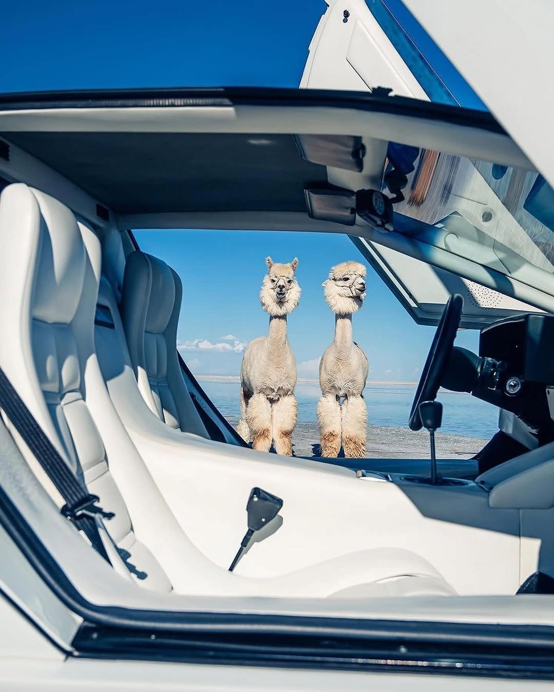 遇到MacAROni＆Cheese！🦙🦙

由 @thestrad@thestradman-Magazine提供的@alexpenfoldCARS，通过精美的⟦​​0⟧T版画，深入的ARTilect和独家访谈为生活带来了汽车的热情。在bonnetmagazine.com上进行更多探索。 #bonnetmagazine

@peppergrassranch @peppergrassranchTography＃supercARs#countach #murcielago #aventador #alpaca #animals @bonnetmagazine