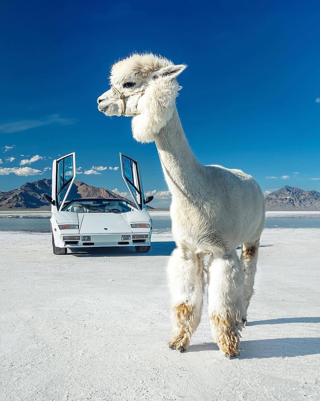 遇到MacAROni＆Cheese！🦙🦙

由 @thestrad@thestradman-Magazine提供的@alexpenfoldCARS，通过精美的⟦​​0⟧T版画，深入的ARTilect和独家访谈为生活带来了汽车的热情。在bonnetmagazine.com上进行更多探索。 #bonnetmagazine

@peppergrassranch @peppergrassranchTography＃supercARs#countach #murcielago #aventador #alpaca #animals @bonnetmagazine