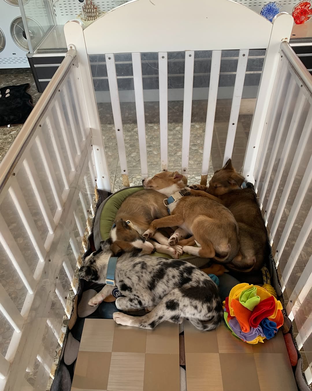 最好的瘀伤 @_loveunc