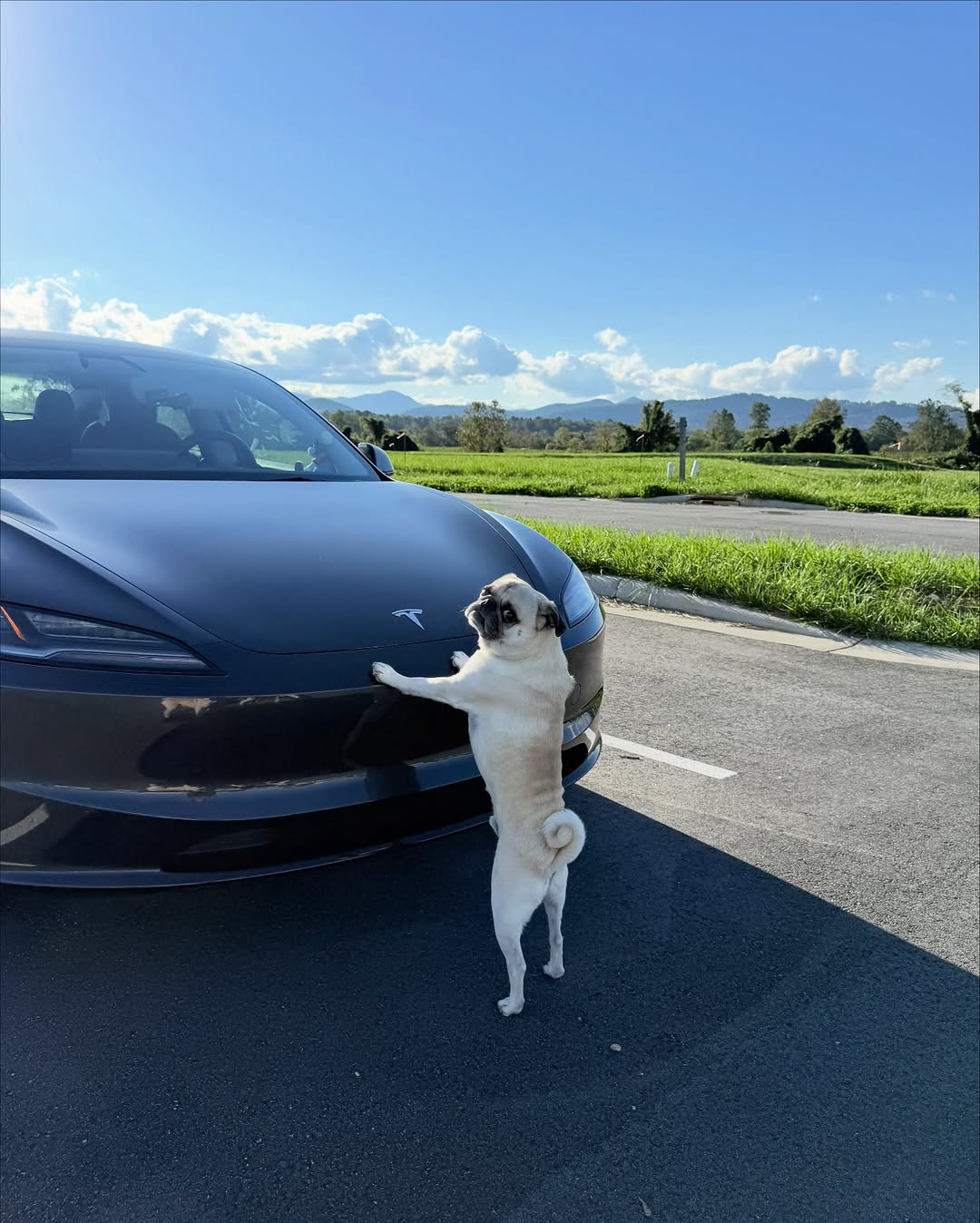 狗模式太棒了，他们都不想离开 @teslamotors