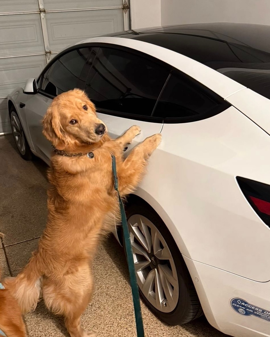 狗模式太棒了，他们都不想离开 @teslamotors