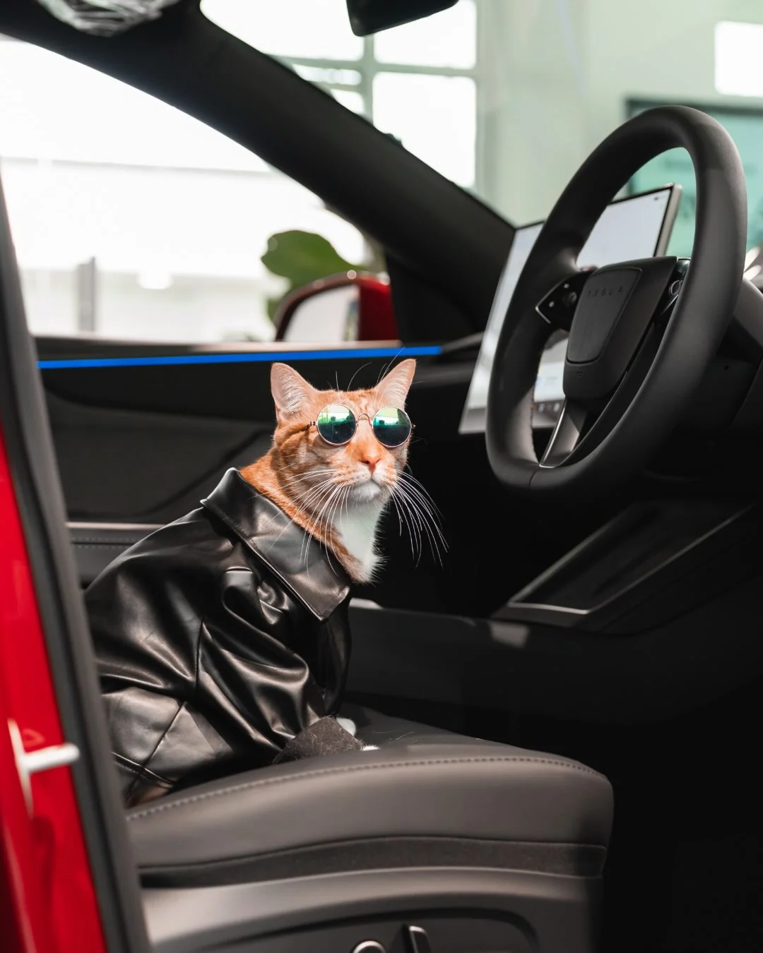 猫也喜欢特斯拉！ 宠物模式在汽车锁上时仍保持空调运行，让您的宠物保持舒适和安全。 @teslamotorsmys