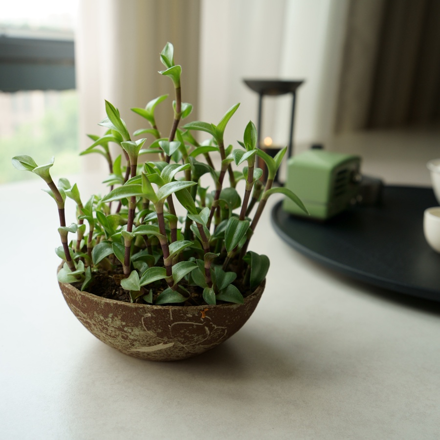 办公一角/喝出松弛感

好好喝茶，就是给忙碌生活最温柔的缓冲



 #特斯拉车主日记  #喝茶