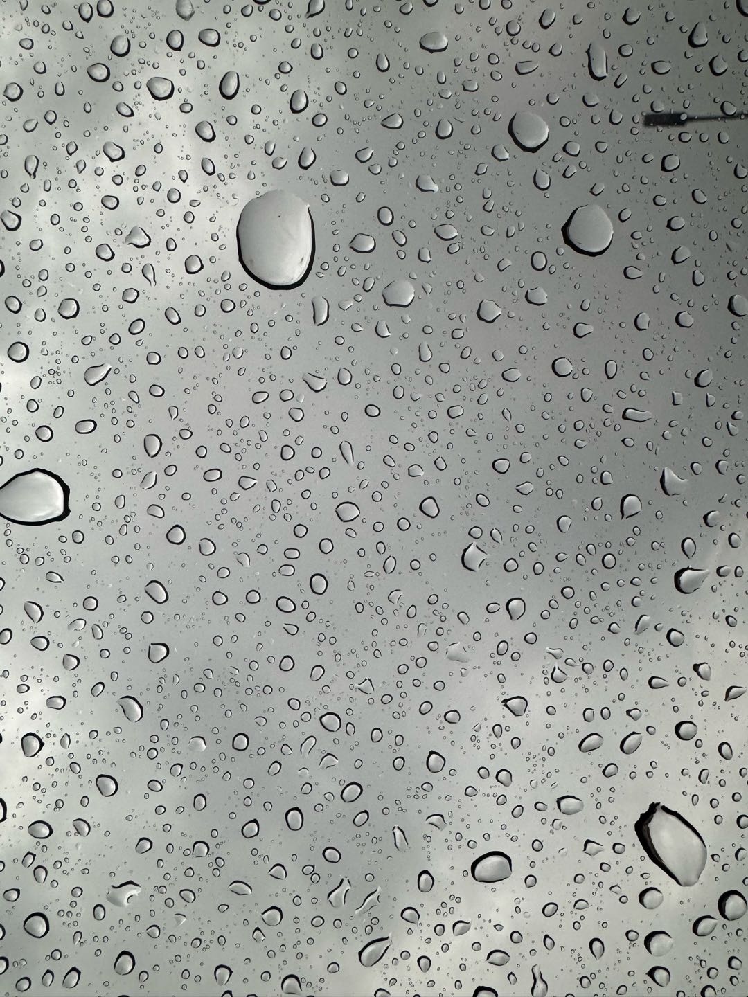 雨天，愿人安，物安，心安！