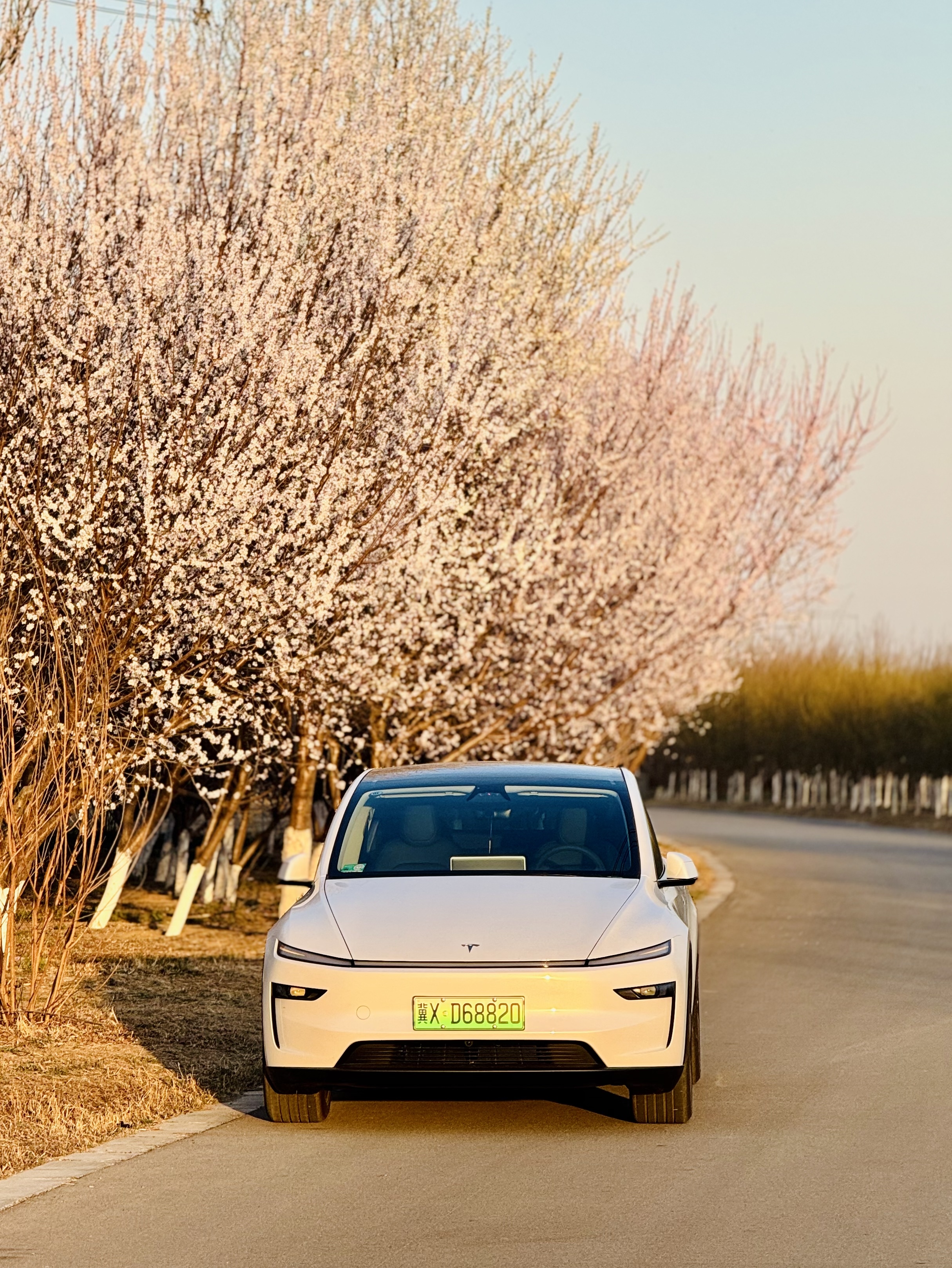 樱花树下的特斯拉  Model y