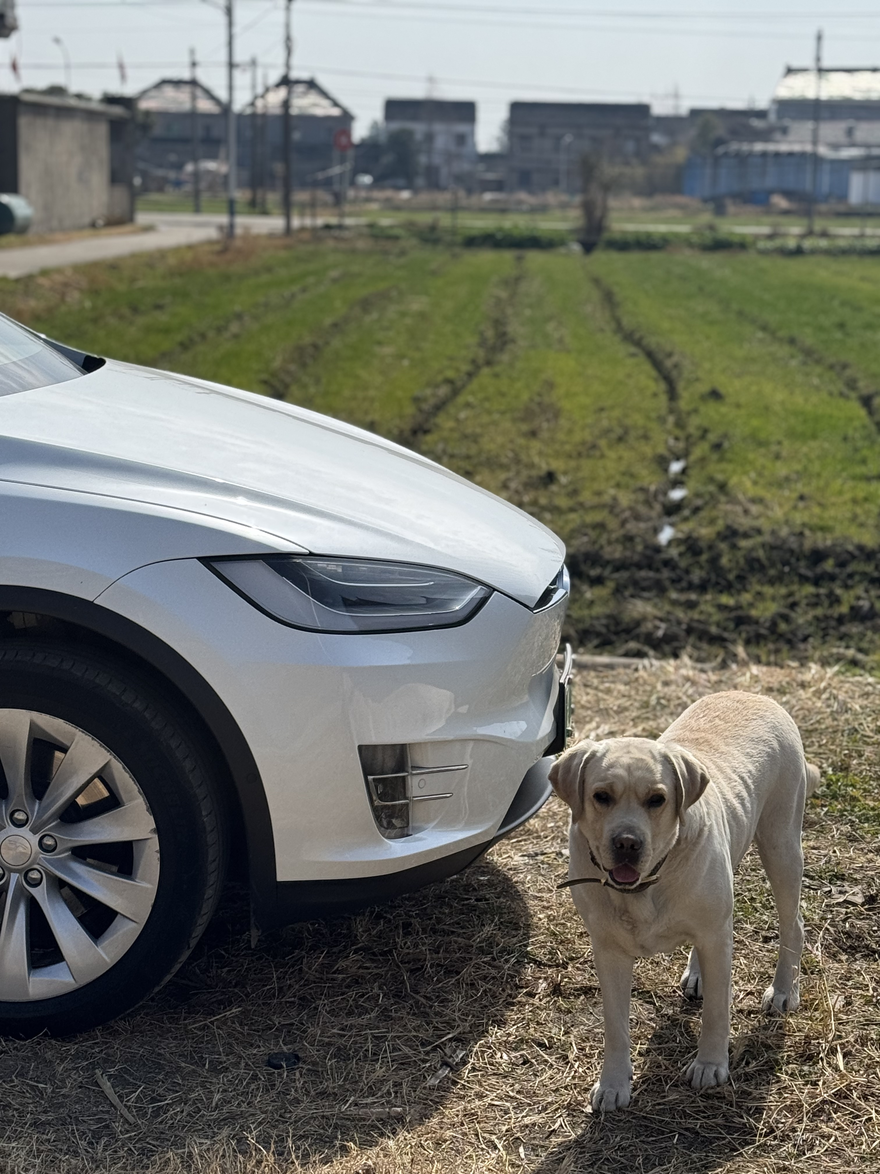 Luffy's Big White…