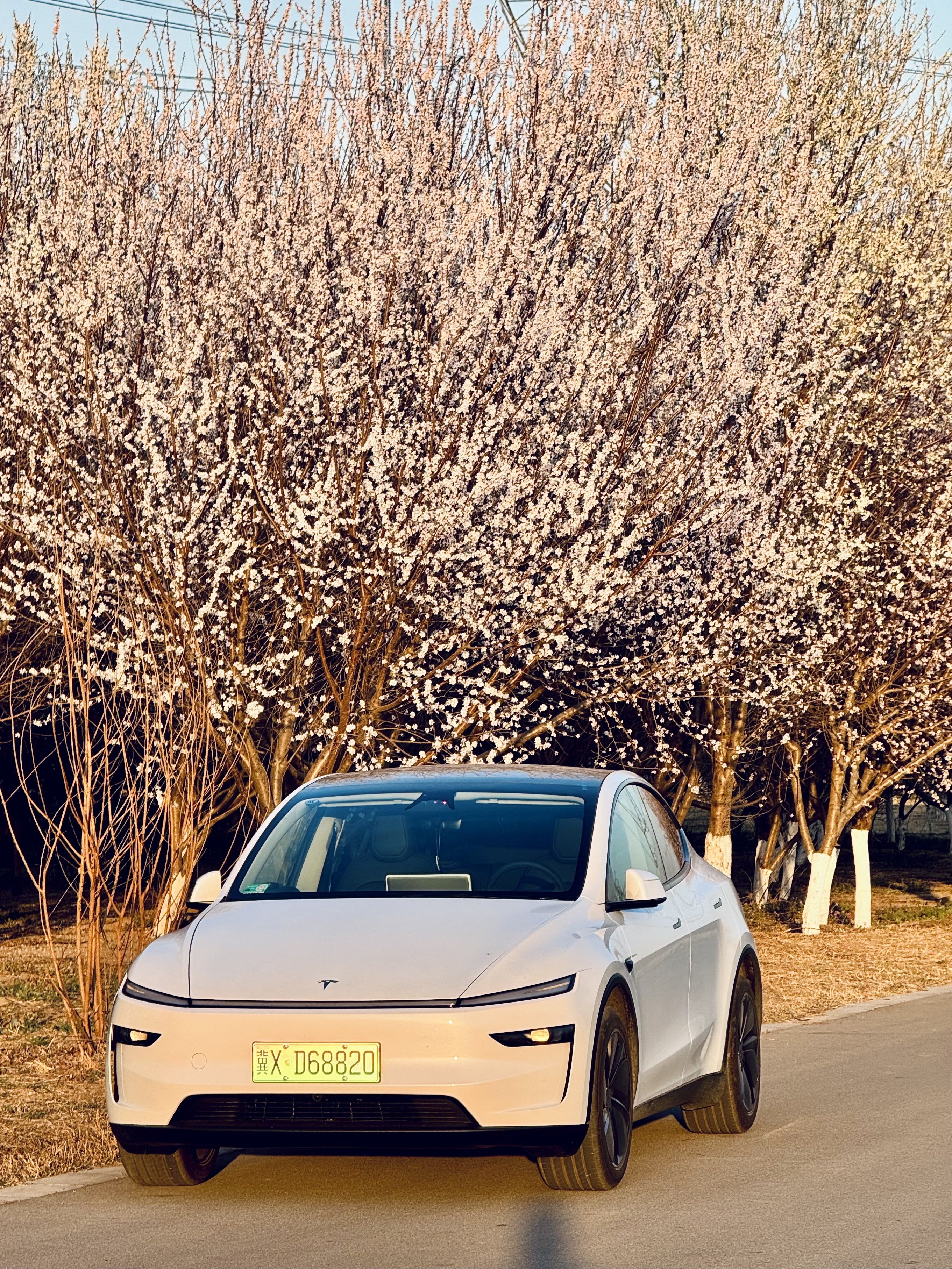 樱花树下的特斯拉  Model y