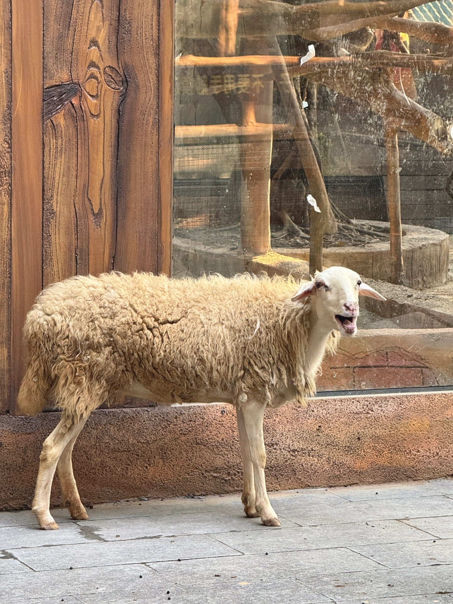 生日提車記🎂📝｜小朋友带着大玩具回家啦🥳 自己做的第一个决定✅
一小时试驾订车 十天提车
处理旧车 首付 保险 等等
一周罗列清楚一件件完成
幸运的自编号➕上牌✅
原来长大心境会格外平静🌻
买的时候家里人都不知道
到家看到来了句“长大了喔”
-
新年礼物➕生日礼物🎁💯
那就開心快樂 順風順水啦🌟
#提车日记 #喜提新车 #大玩具 #特斯拉 #带着我的大玩具去旅行 #特斯拉焕新3 #所有的等待都是值得的 #过年要有仪式感 #model3 @sevenzeng