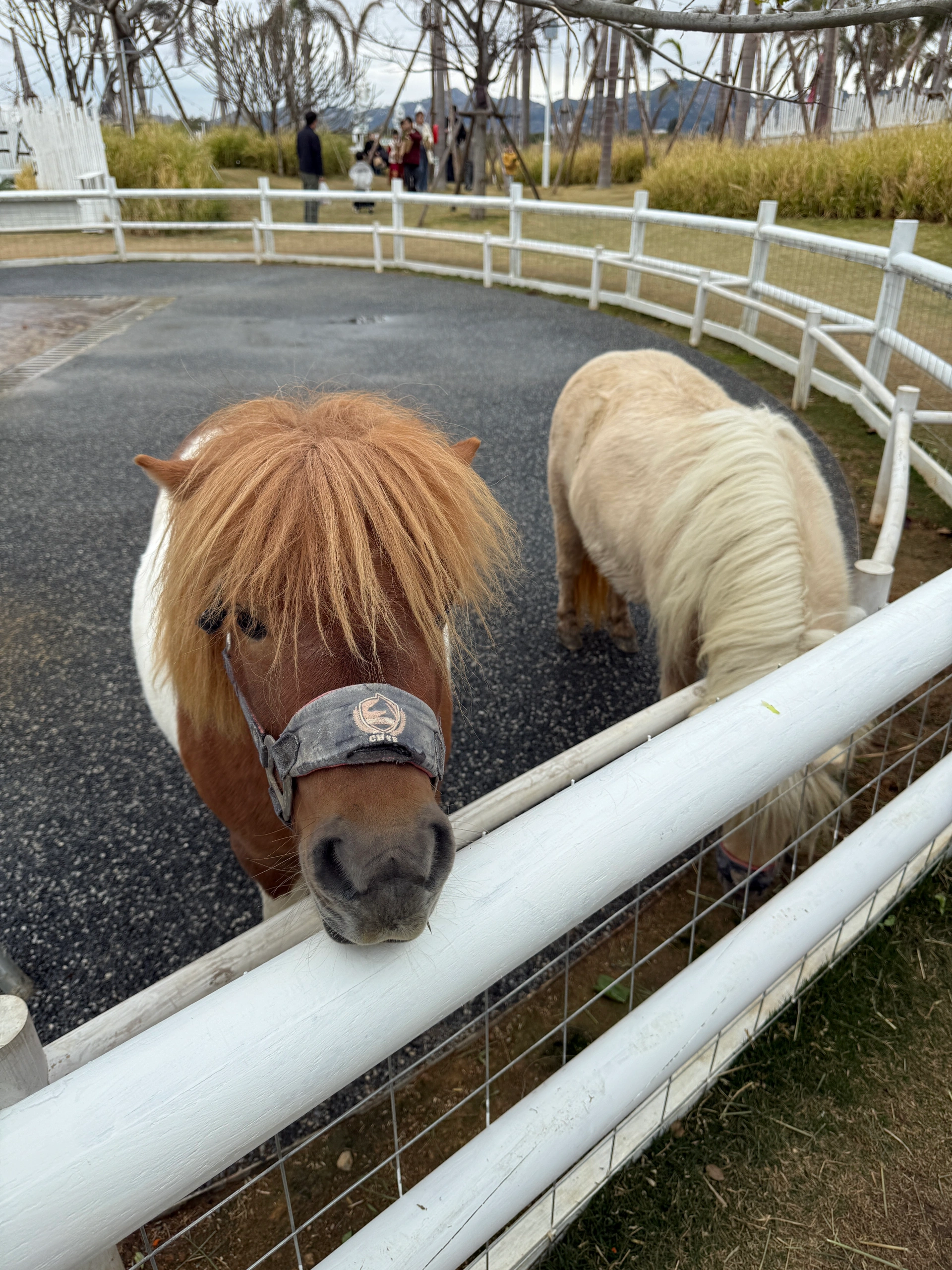 双鱼岛牧场好多小动物～ 超级出片 @今天不开心