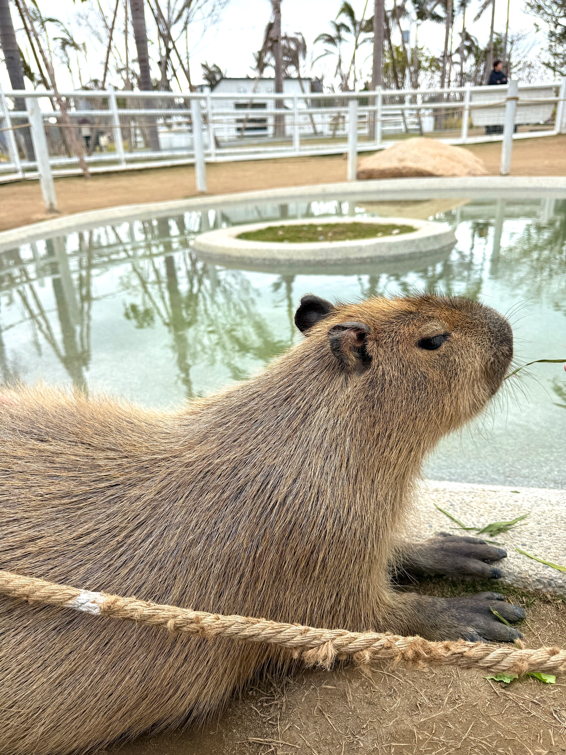 双鱼岛牧场好多小动物～ 超级出片 @今天不开心