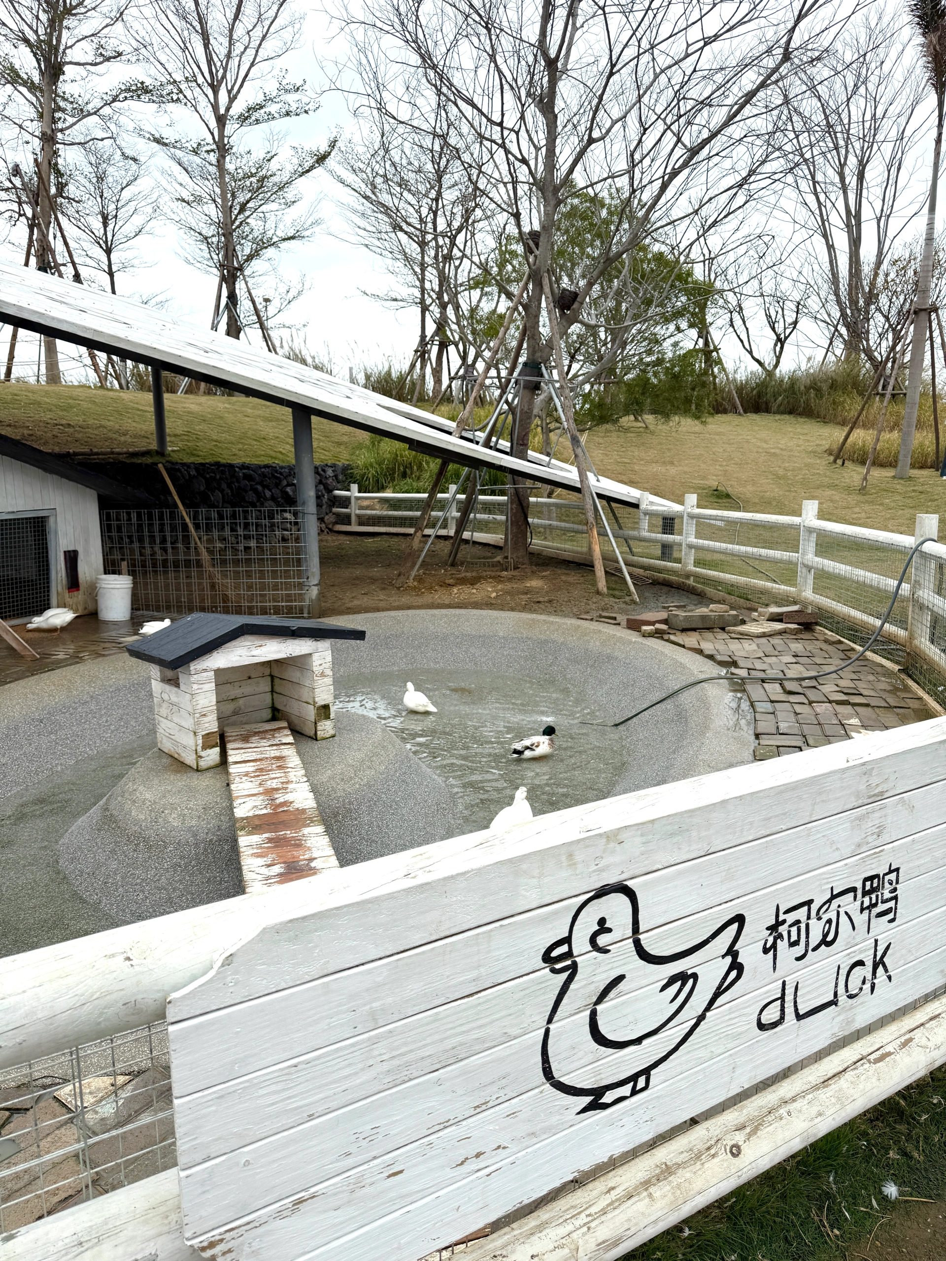 双鱼岛牧场好多小动物～ 超级出片 @今天不开心