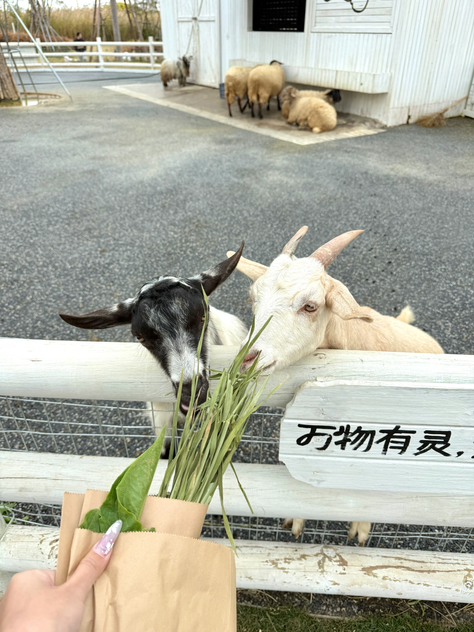 双鱼岛牧场好多小动物～ 超级出片 @今天不开心