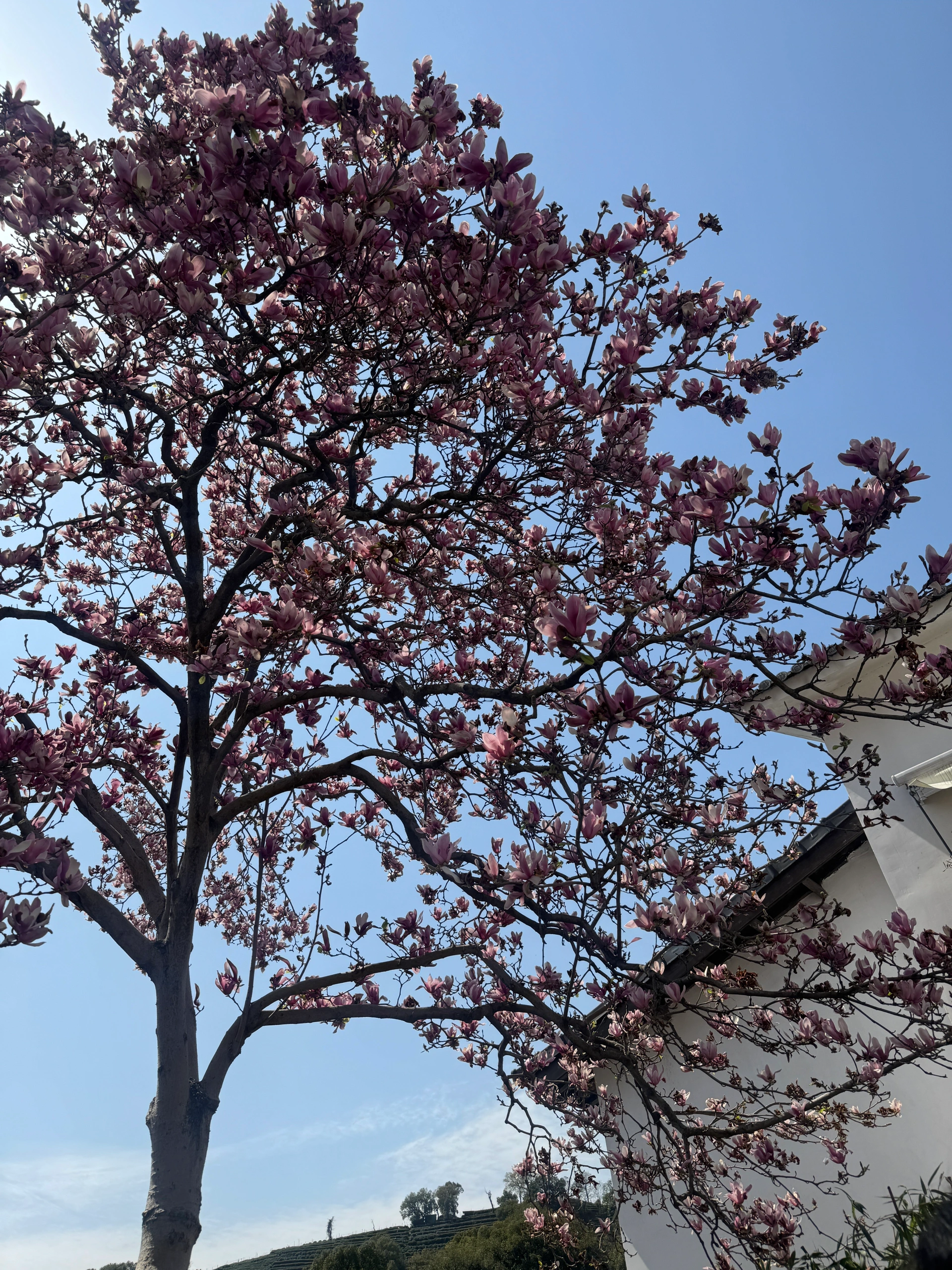 𝐒𝐩𝐫𝐢𝐧𝐠 𝐃𝐚𝐲 🕊️ 春日上山淋场花瓣雨 @瘦肉丸