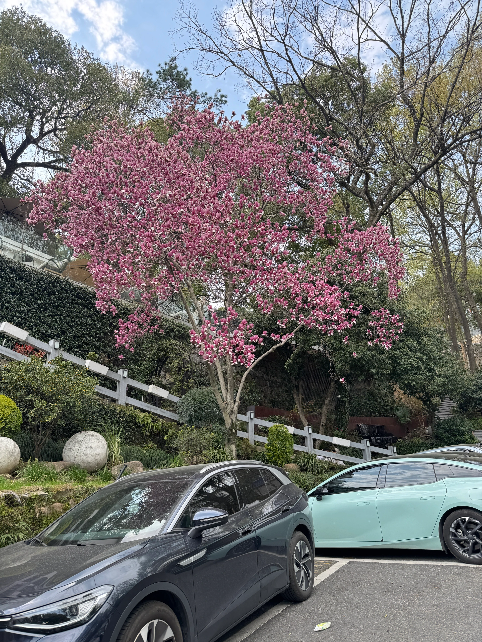 𝐒𝐩𝐫𝐢𝐧𝐠 𝐃𝐚𝐲 🕊️ 春日上山淋场花瓣雨 @瘦肉丸