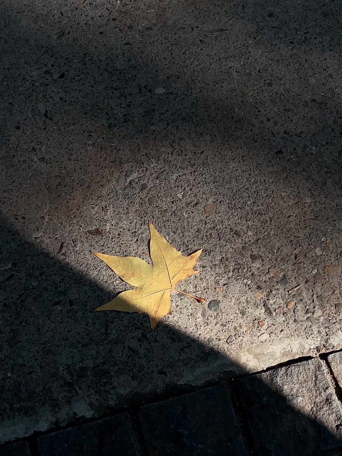 🔴𝚃𝚎𝚜𝚕𝚊｜“秋天的故事 不请自来” 秋风裹着落叶悄悄飘进车里，
故事总是不请自来。
	
#低头捡个秋 #汽车博主 #祝我们都好在秋天 #特斯拉 #女生车内饰 #特斯拉内饰 #一人一件车载好物 #秋日氛围感 @➰YY.