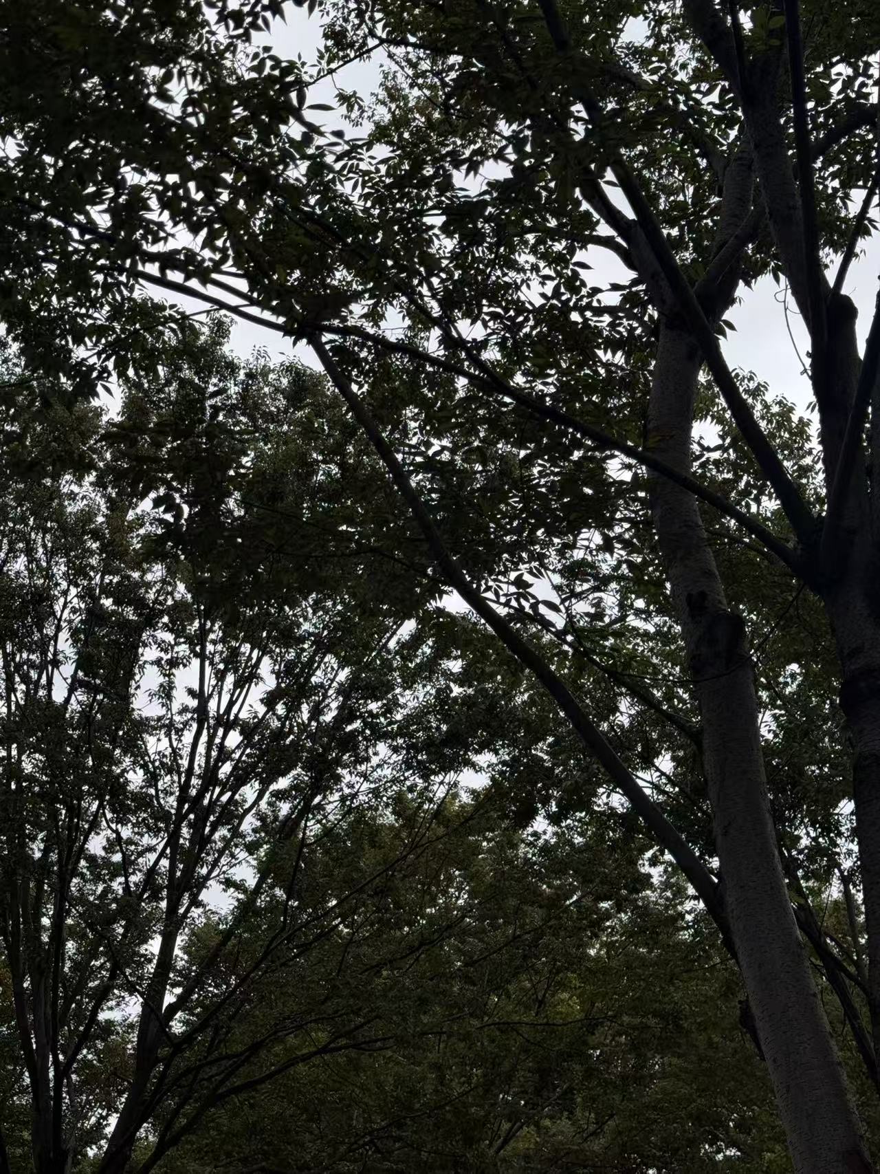 Tesla🐚｜极简主义～放慢生活 生活的本意本来就是取悦自己
#简约生活方式 #特斯拉女车主 #女生车里有什么 #陷入雨天的氛围里 #极简主义生活方式 #努力捕捉生活里的小确幸 #特斯拉 #好物 #好物分享 #把生活调成慵懒模式 @栗子🌰爱吃梨