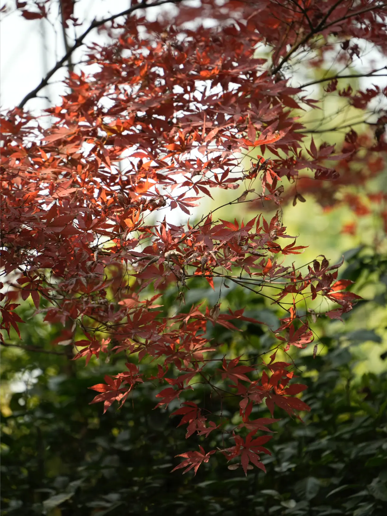 🔴𝚃𝚎𝚜𝚕𝚊|“循环在自己的喜欢里” 梧桐叶缓缓飘落的午后,
打开后备箱——露营椅,
一杯桂花茶,一小棵圣诞树。
不多,却足够让这个十二月的缝隙透进光。
风穿过枝桠,
沙沙声里藏着时间的密语。
最简单的拥有,
往往最接近自由。
在循环的日常里,
打捞属于自己的粼粼波光。
#汽车博主 #特斯拉 #女生车内饰 #12月 #圣诞氛围 #圣诞树装饰 #特斯拉modely #女性成长 #碎片是生活的记录 #后备箱露营 @➰YY.
