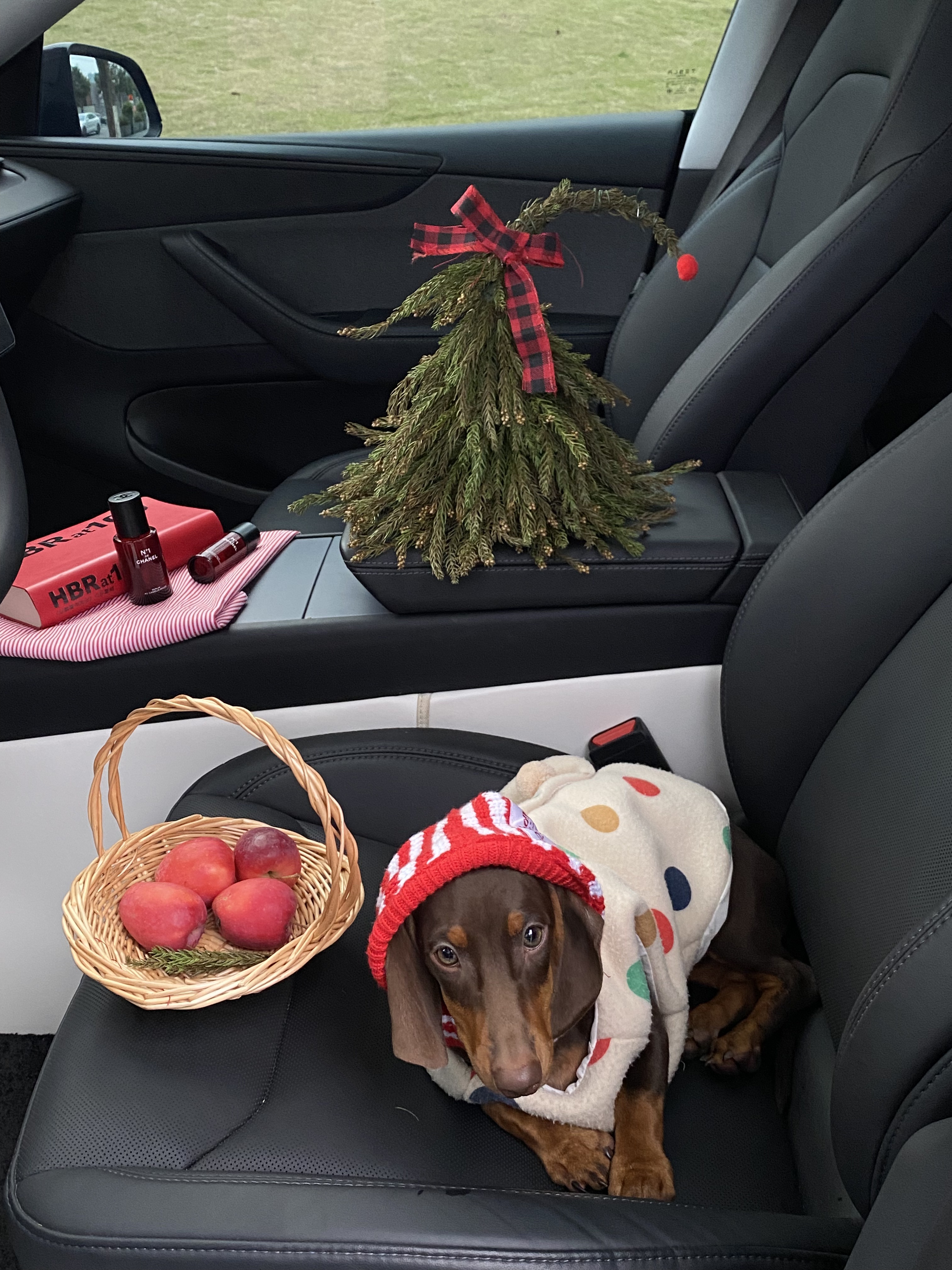 Tesla🎄｜❤️带狗子🐶体验圣诞座驾~ 圣诞的仪式感~
是和我的“小乘客”🐶在移动城堡里独享这一刻
车里暖暖的 放着《Last Christmas 》🍎
她好奇地望向窗外
对我而言 最好的圣诞礼物🎁
不是袜子🧦里的惊喜
而是副驾驶上 它毫无保留的信任与陪伴💕
愿这个冬天❄️的温暖 都由我们一同驶过~
.
圣诞树🎄是自己手工做的
打开特斯拉的圣诞模式
再用画板画些自己喜欢的图案
放一些装饰就有节日氛围啦!🥰
#新人汽车博主 #汽车博主#特斯拉女车主  #女生车里有什么 #女生副驾驶 #我的爱车日常 #定格车内氛围感 #提前被圣诞的浪漫包围 #圣诞拍照 #车内拍照 @西瓜宅车里